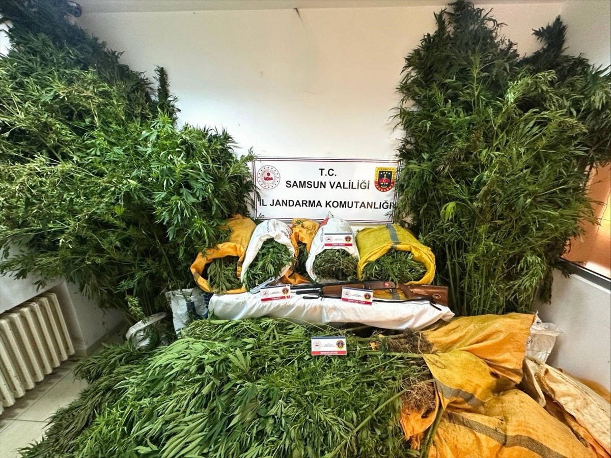 Samsun'da düzenlenen uyuşturucu operasyonunda, fındık bahçesine kenevir bitkisi ektikleri...