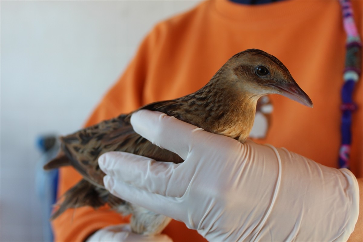 Samsun'un Bafra ilçesindeki Kızılırmak Deltası Kuş Cenneti'nde bulunan yaralı bir "Bıldırcın...