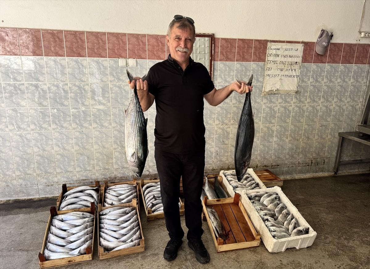 Sinop'ta denize açılan balıkçıklar, 9 bin civarında palamut avlayarak limana döndü. Balıkçılar...