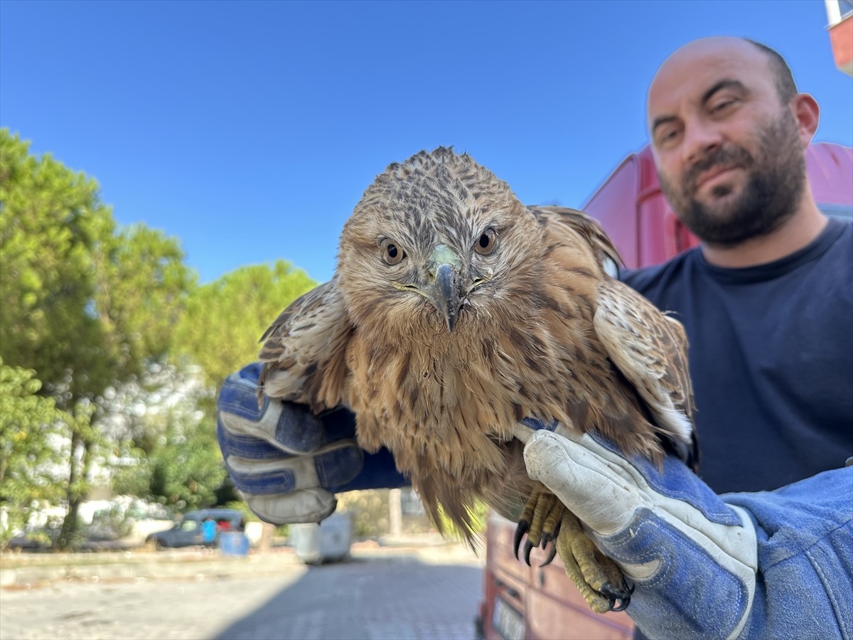 Sinop'ta yaralı halde bulunan kızıl şahin, Doğa Koruma ve Milli Parklar ekiplerince tedavi...