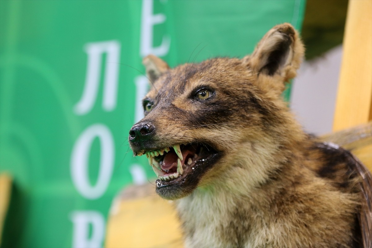 Sırbistan'ın Novi Sad kentinde 56. Uluslararası Avcılık ve Balıkçılık Fuarı açıldı. Novi Sad'daki...