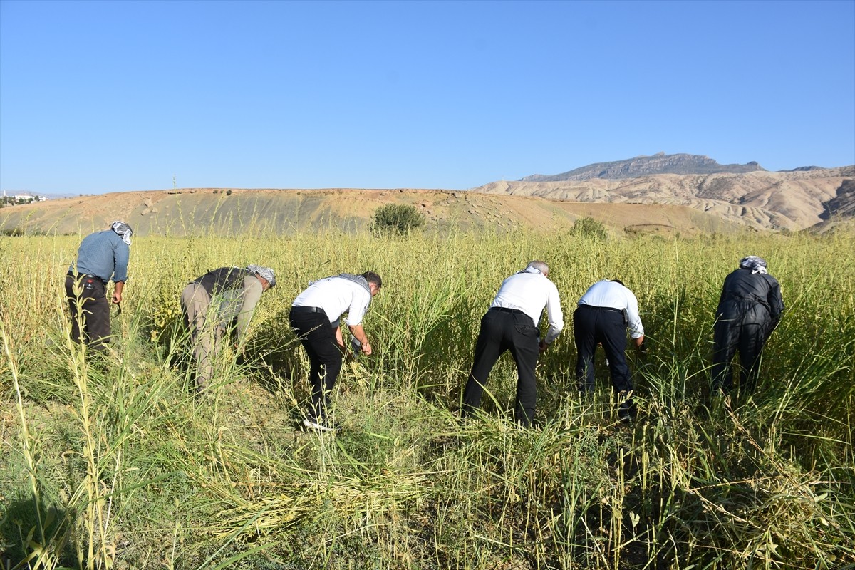 Şırnak'ta, Dergul tahininin coğrafi işaret olarak tescil edilmesinin ardından tahinin ham maddesi...