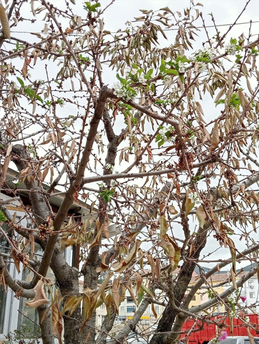 Tokat'ın Pazar ilçesinde kiraz ağaçları yeniden çiçek açtı.