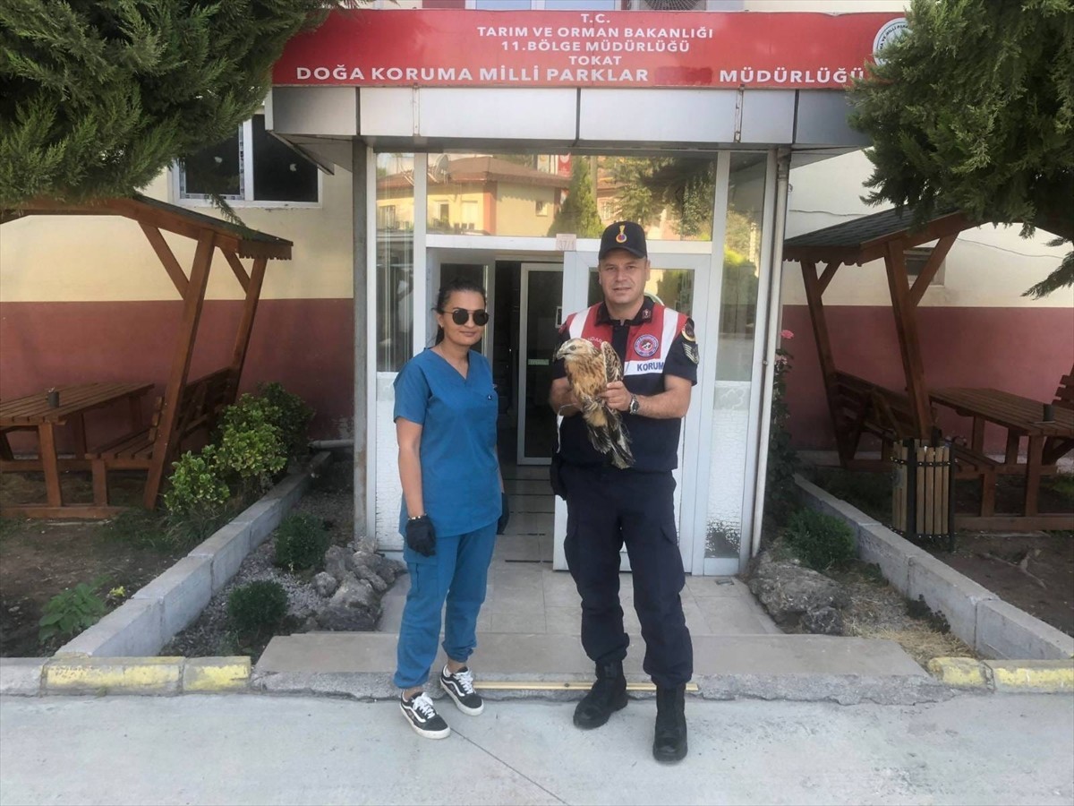 Tokat'ın Turhal ilçesinde yaralı bulunan kızıl şahin tedavi altına alındı.