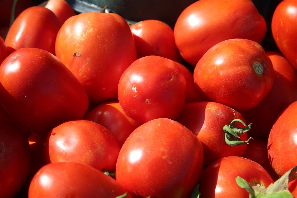 Tokat'ta ağustos ayının sonunda başlayan domates hasadı devam ediyor.