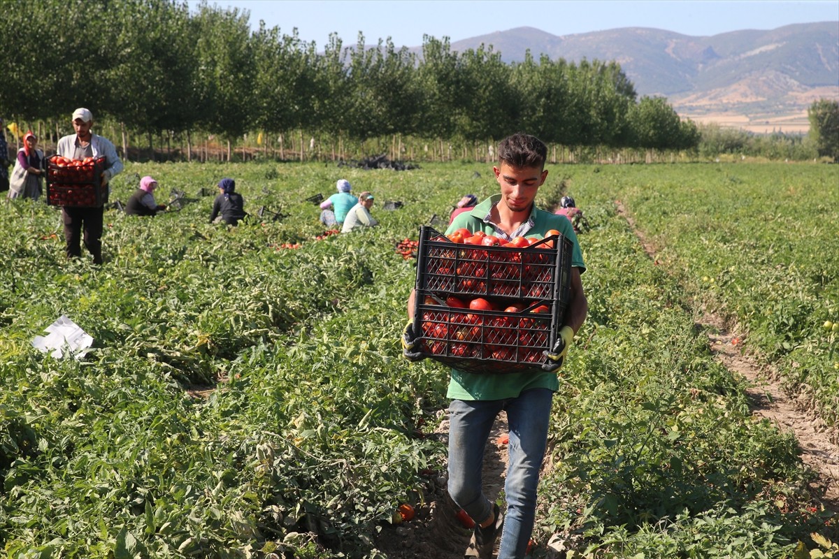 Tokat'ta ağustos ayının sonunda başlayan domates hasadı devam ediyor.