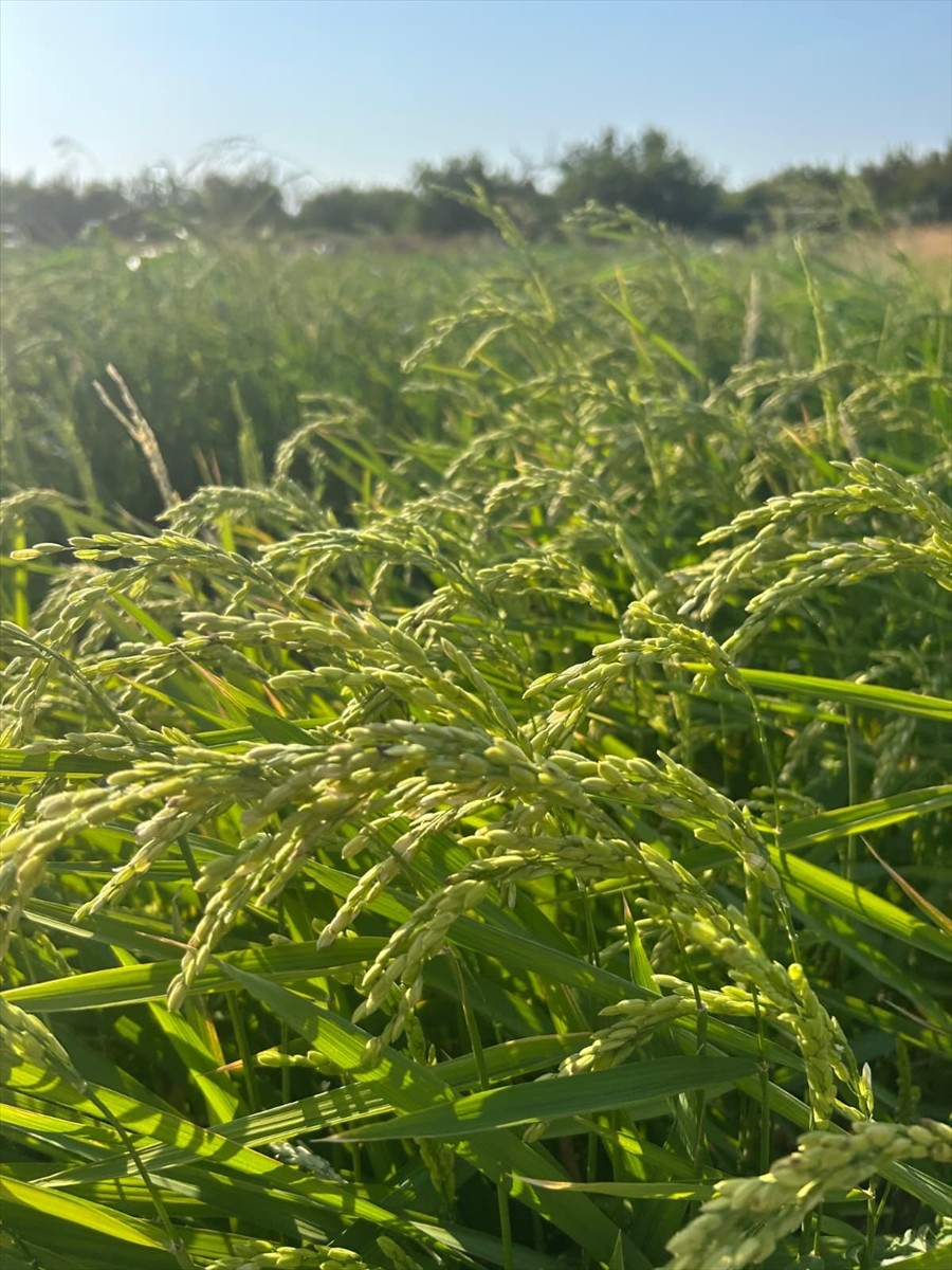 Türkiye'de en çok Trakya Bölgesi'nde üretilen çeltikte, damla sulama yöntemiyle yaklaşık 4 kat...