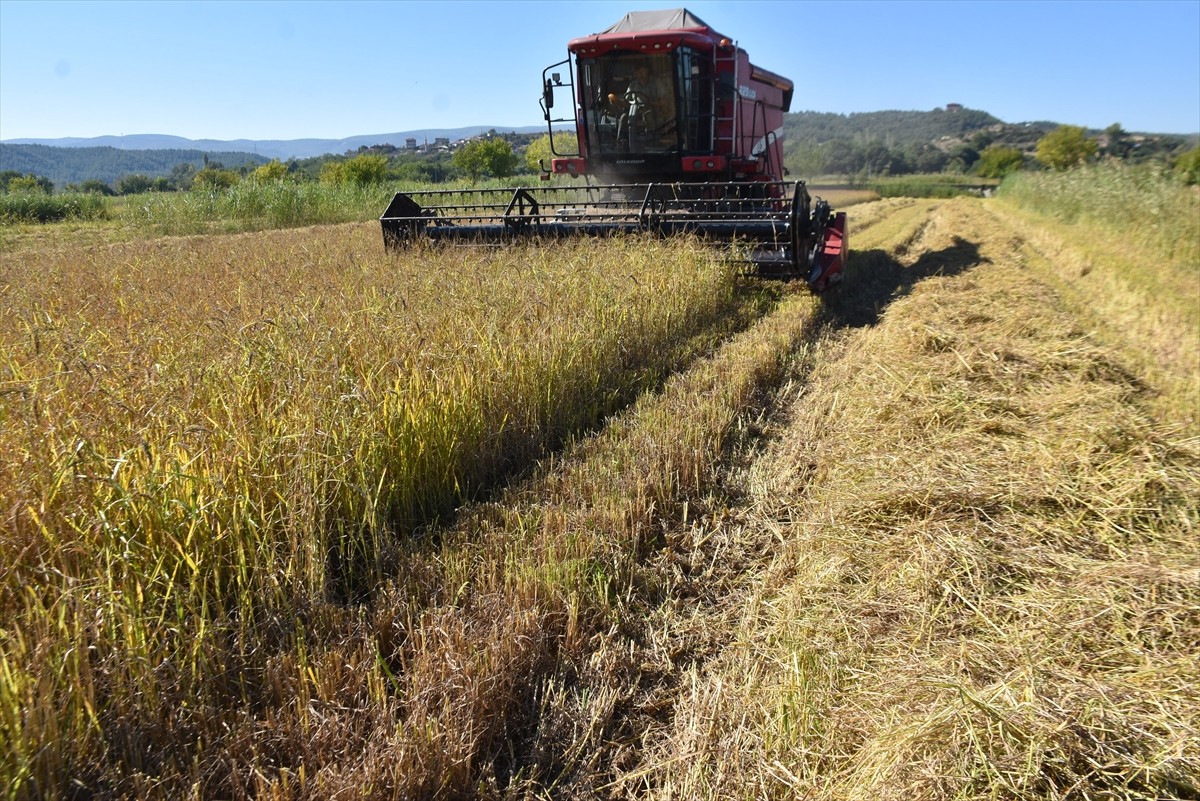 Türkiye'nin önemli çeltik üretim merkezlerinden Sinop'un Boyabat ilçesinde, 17 bin 484 dekar...