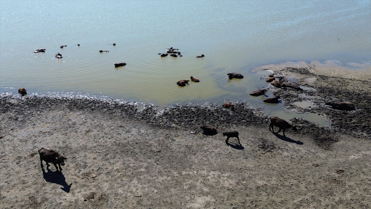 Türkiye'nin önemli sulak alanlarından olan, UNESCO Dünya Mirası Geçici Listesi'nde yer alan...