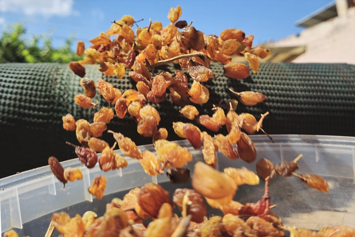 Türkiye, 2024-2025 sezonunda çekirdeksiz kuru üzüm ihracatında miktar bazında son 25 yılın en...