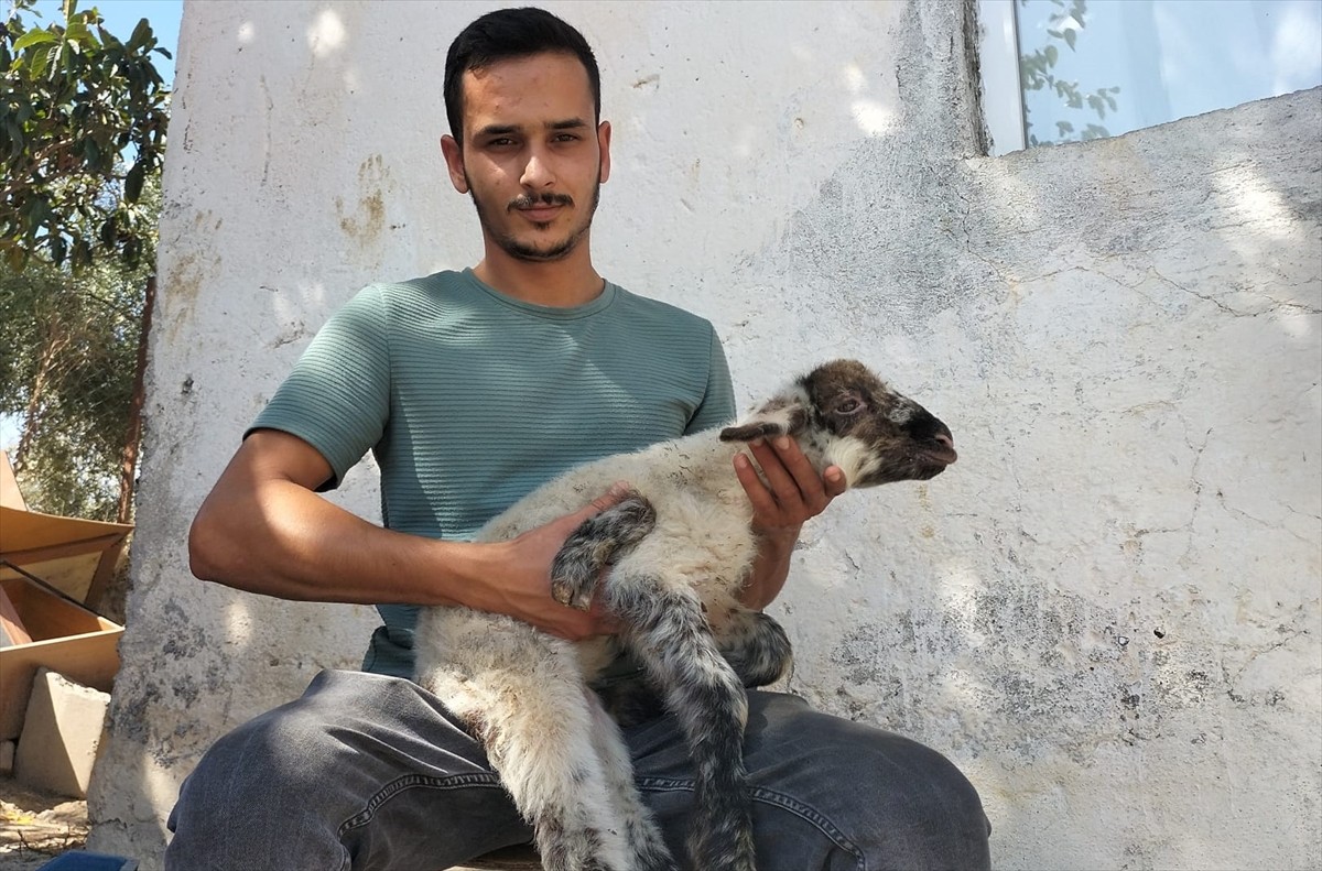 Antalya'nın Manavgat ilçesinde, küçükbaş hayvan yetiştiricisi Mesut Şen'e ait koyunun kuzusu 5...