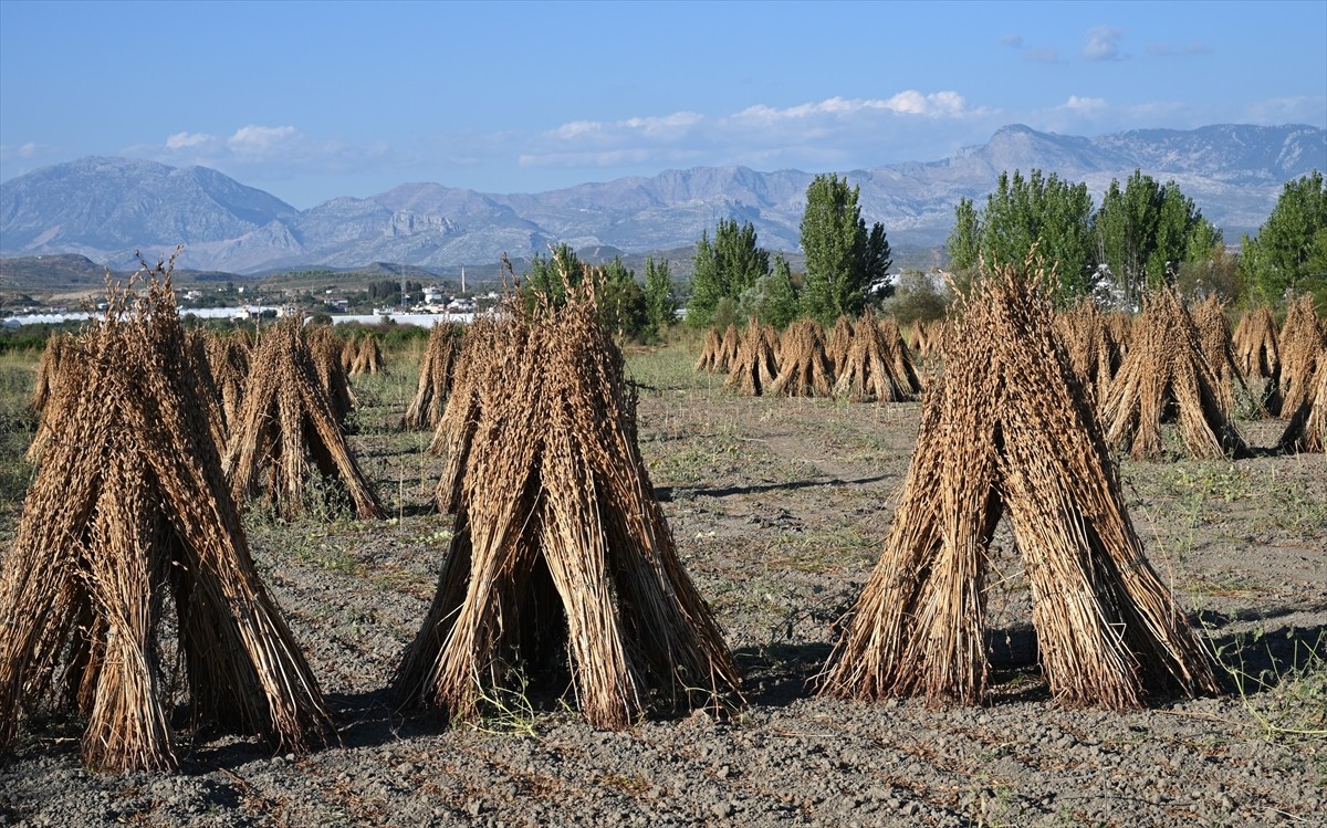 Antalya'nın Manavgat ilçesinde yağ oranı ve aromasıyla coğrafi işaret tescili alan Manavgat...