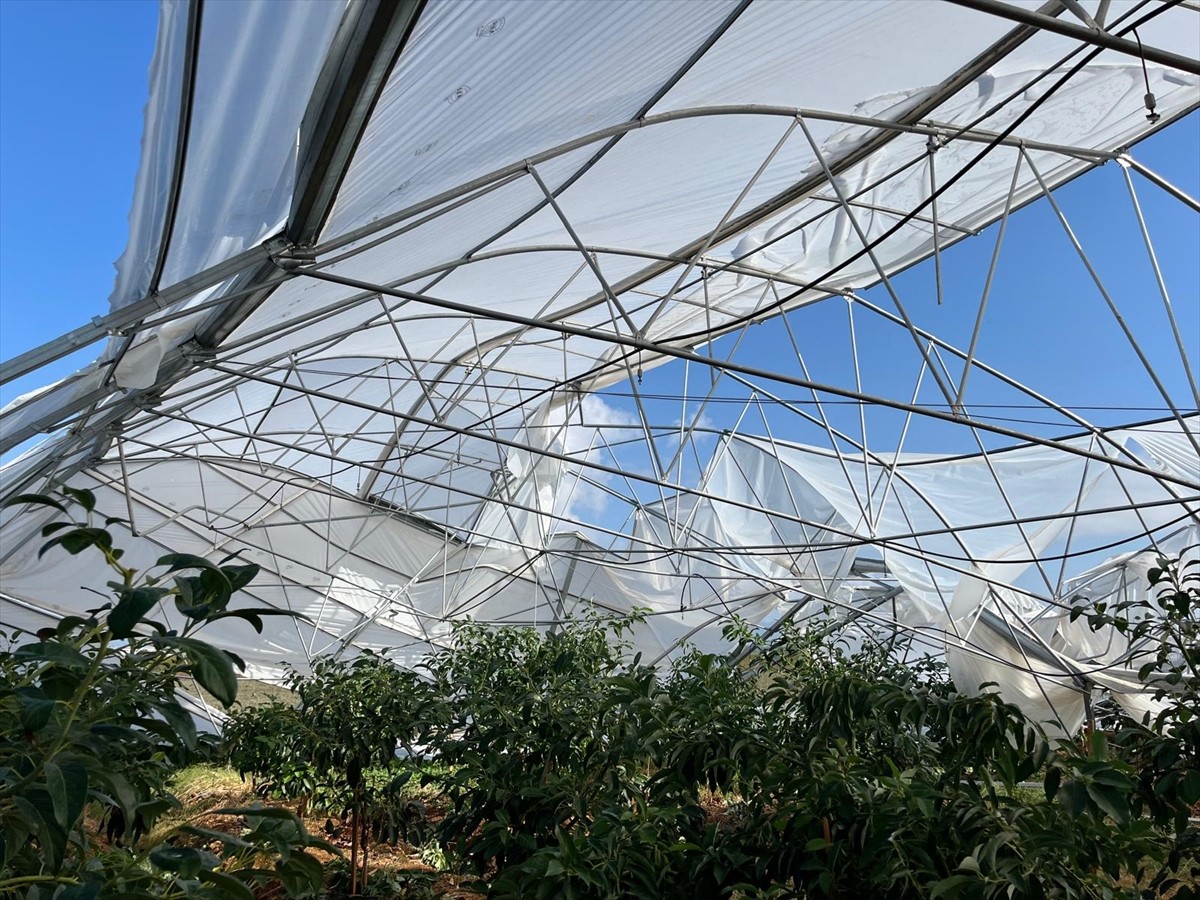 Antalya'nın Serik ilçesinde fırtına ve yağıştan zarar gören seralarda hasar tespit çalışması...