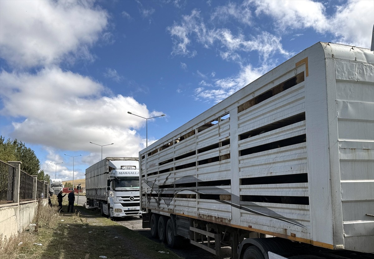 Ardahan'da şap karantinasının kaldırılmasıyla başlayan hayvan sevkiyatları artarak...