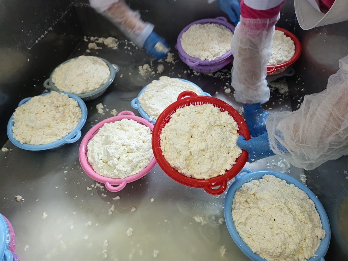 Balıkesir'in Sındırgı ilçesinde, Sanayi ve Teknoloji Bakanlığı koordinasyonunda "50 Peynirli...