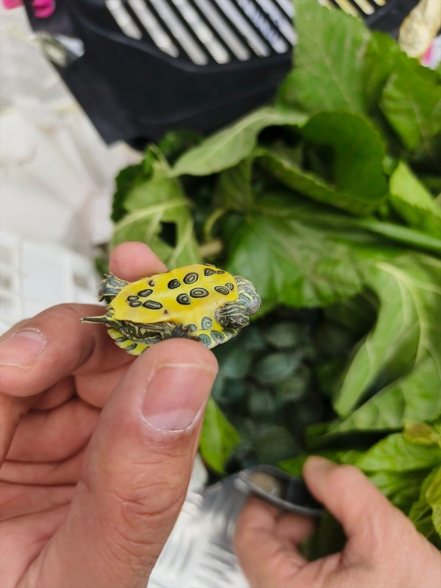 Bolu'da şehirler arası yolcu otobüsünde 500 kırmızı benekli su kaplumbağası ele geçirildi.