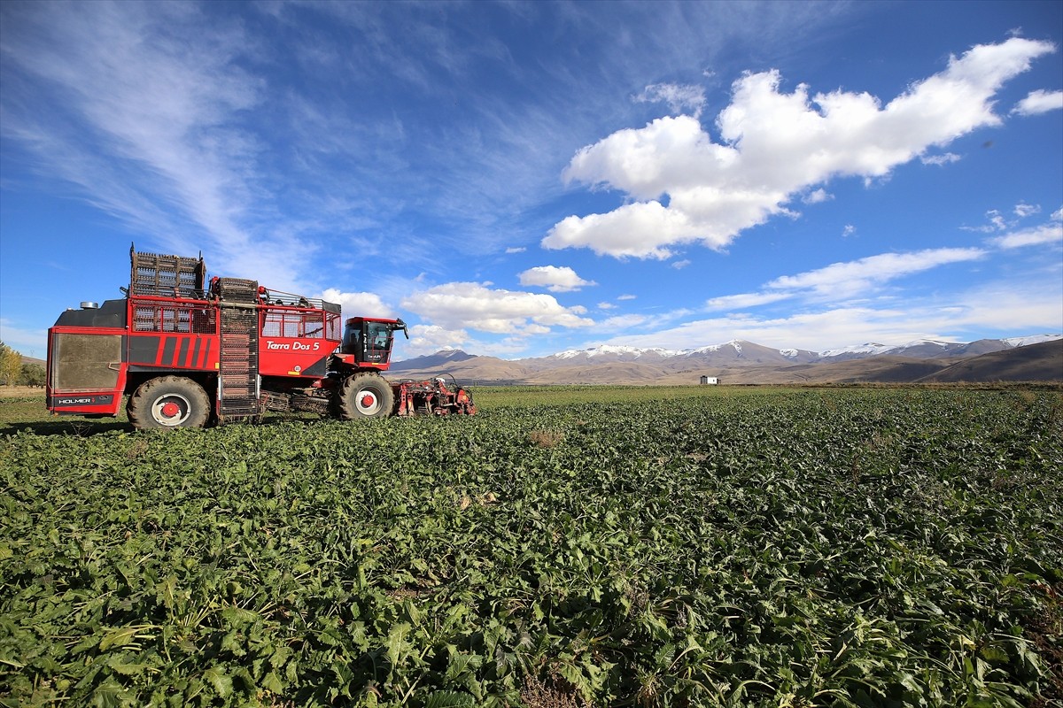 Çiftçilere eğitim ve pazar garantisinin verildiği Erzurum'da, üretim alanı büyüyen şeker...