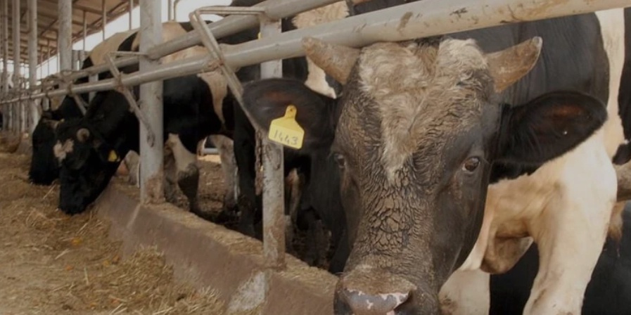 Deli Dana Alarmı: Bolu'da vCJD Pozitif Vaka — Ankara'dan Sonra İkinci Teşhis