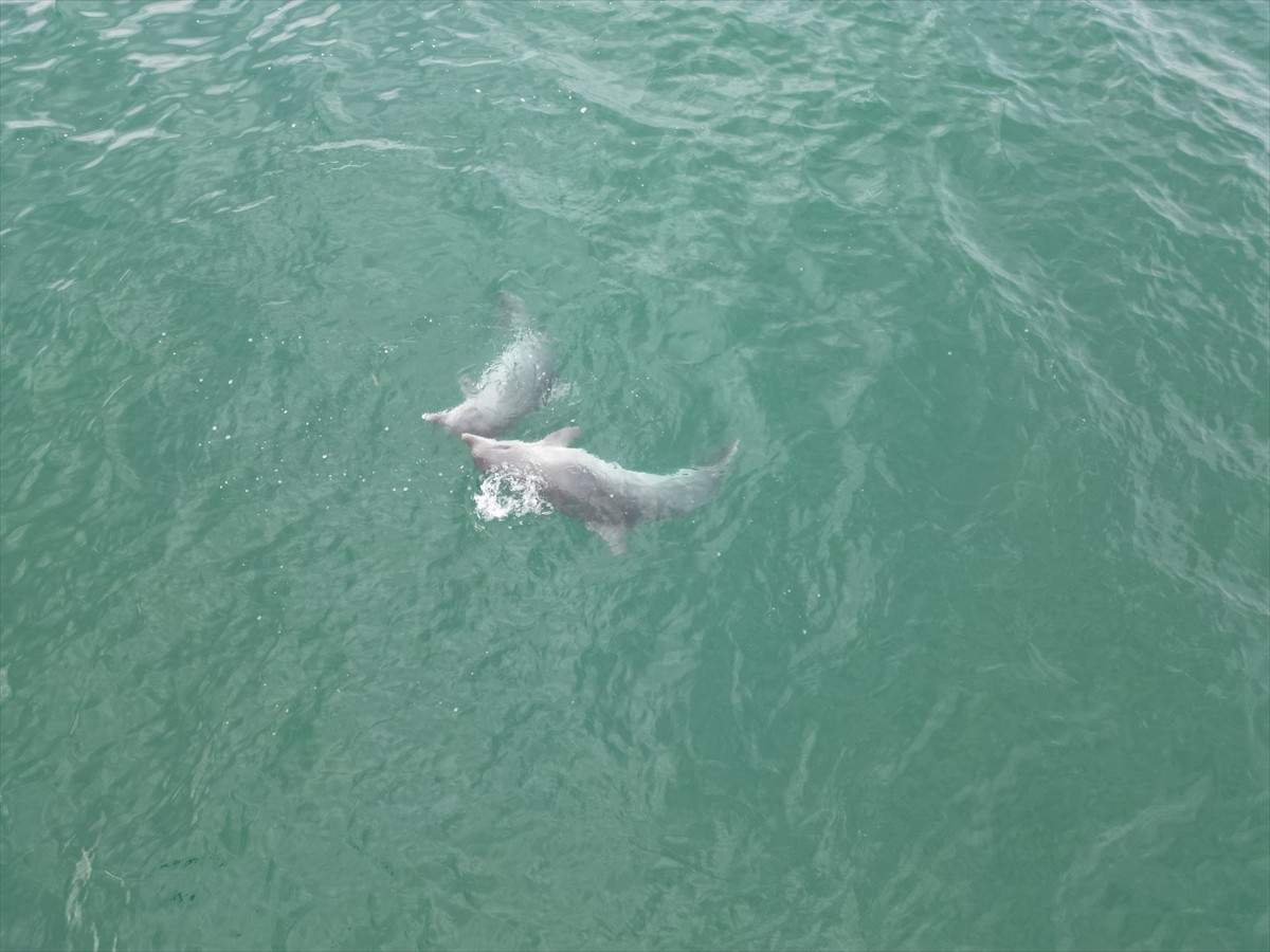 Düzce'nin Karadeniz'e kıyısı olan tek ilçesi Akçakoca açıklarında su yüzeyine çıkan yunuslar...