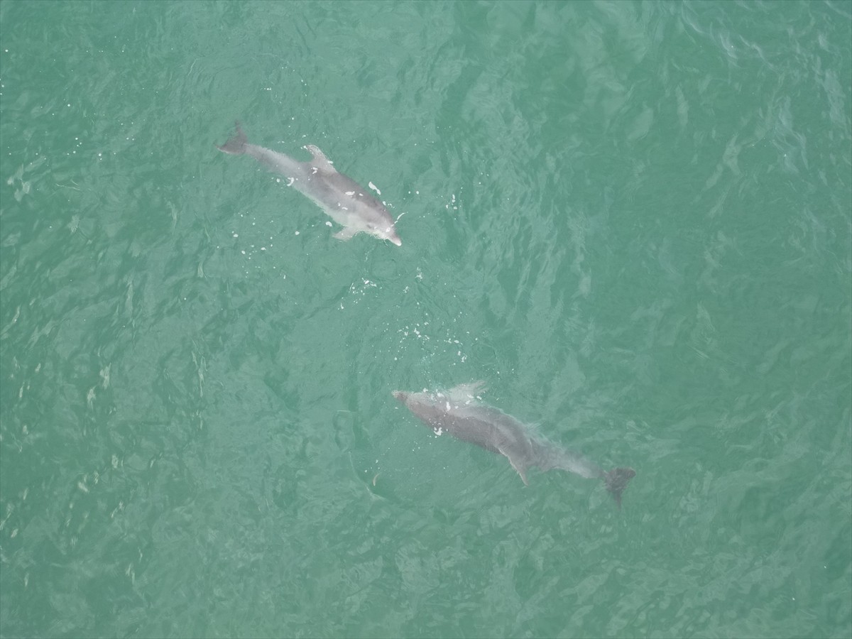 Düzce'nin Karadeniz'e kıyısı olan tek ilçesi Akçakoca açıklarında su yüzeyine çıkan yunuslar...