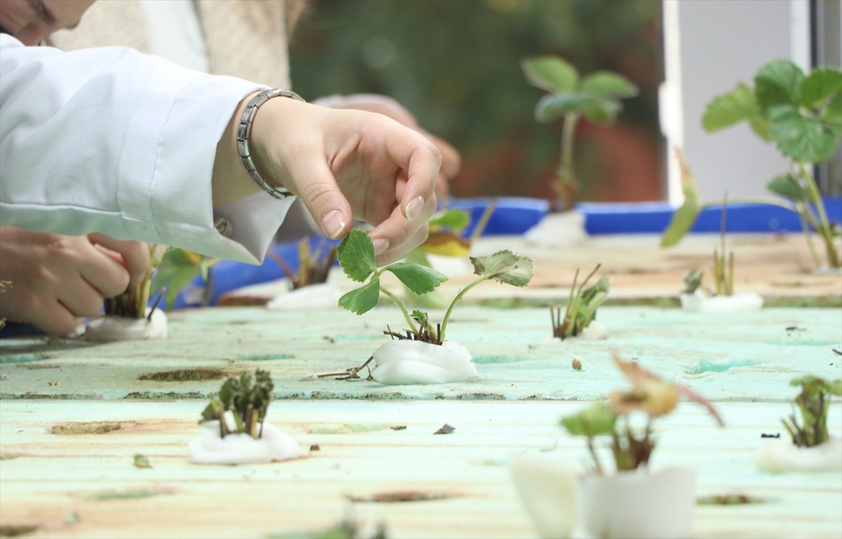 Erciyes Üniversitesinde (ERÜ) su mercimeğiyle beslenen Japon balıklarının gübresi topraksız...