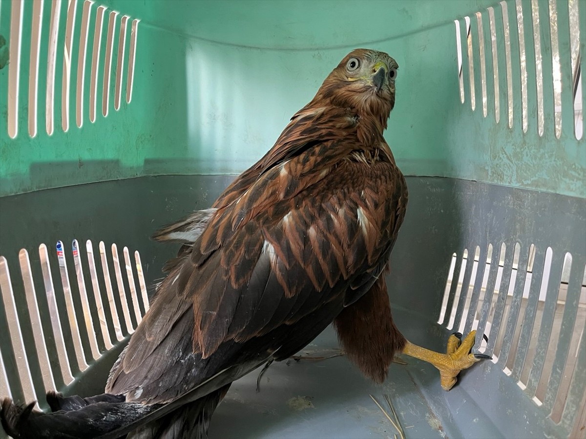  Erzurum'da bitkin halde bulunan iki kızıl şahin, 1 ay süren bakımlarının ardından doğaya...