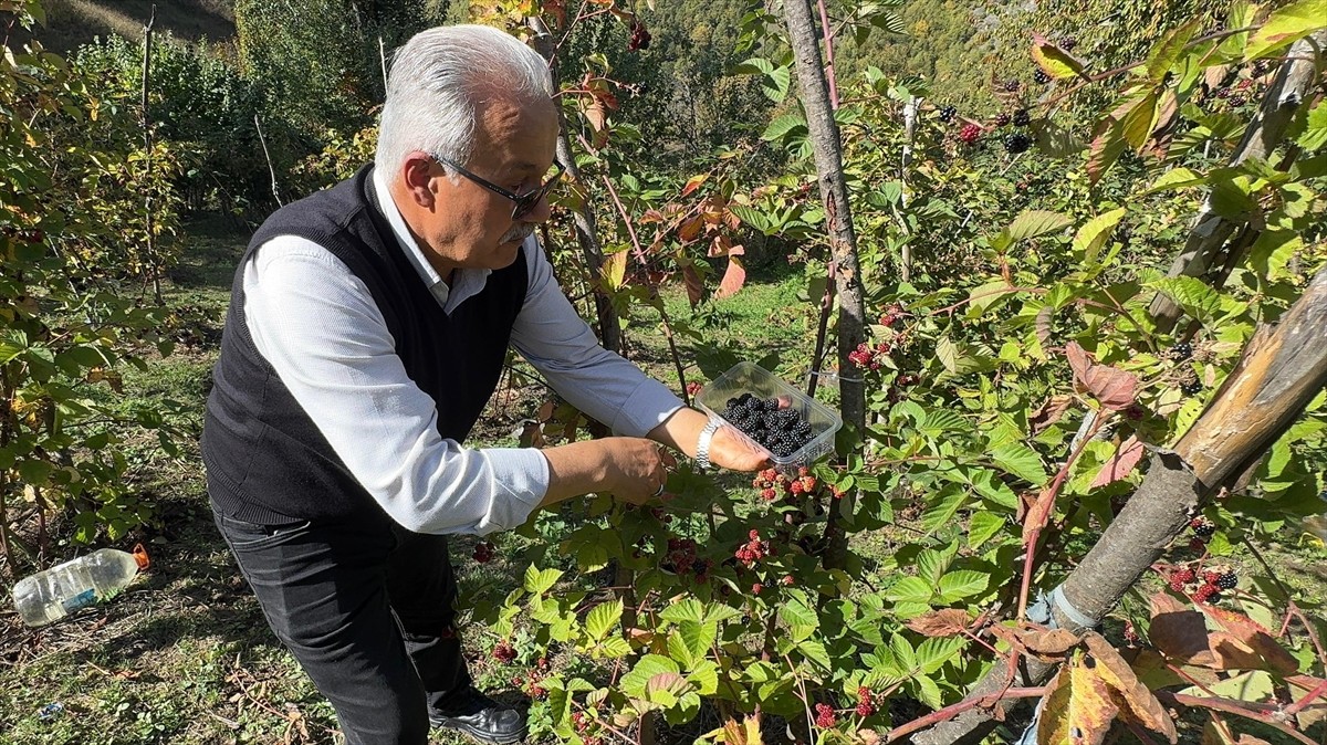 Giresun'un Dereli ilçesinde üreticilere ek gelir kaynağı olması için oluşturulan ahududu ve...