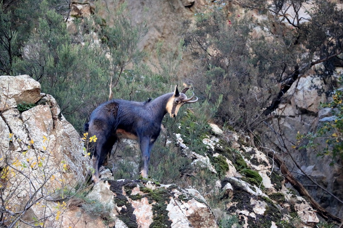 Gümüşhane'de, koruma altındaki çengel boynuzlu dağ keçileri, kırsal kesimde sarp kayalıklarda...