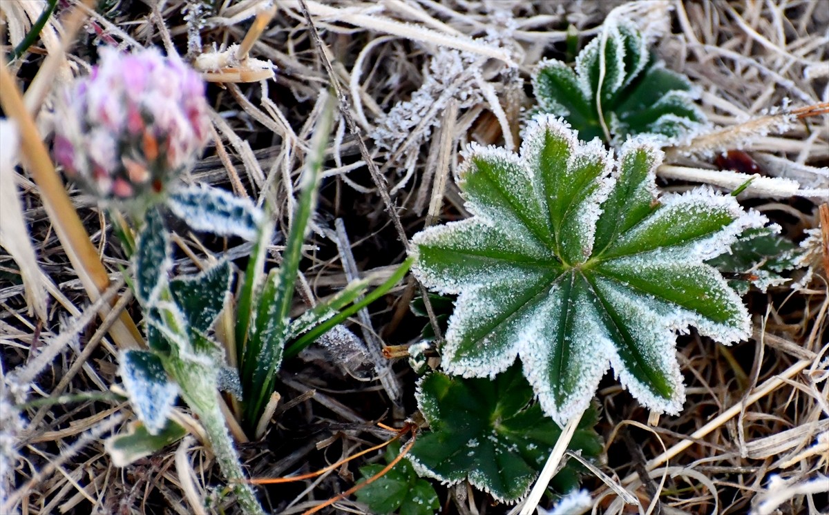 Kars'ın Sarıkamış ilçesinde bitkiler kırağı tuttu. Hava sıcaklığının sıfırın altında 3 dereceye...