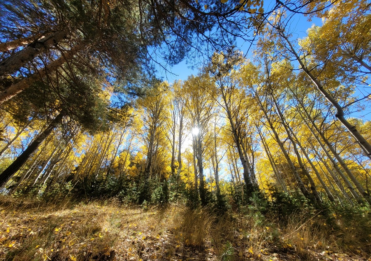 Kars'ın Sarıkamış ilçesinde, sonbaharın gelmesiyle ağaçların yaprakları yeşilden sarı ve kızılın...