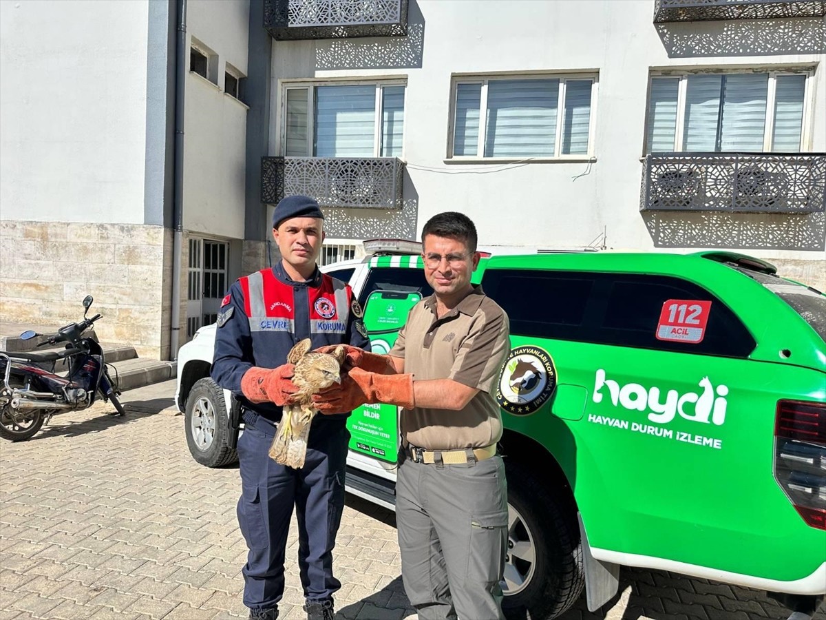 Kilis'te yaralı olarak bulunan kızıl şahin, Doğa Koruma ve Milli Parklar Şube Müdürlüğünce koruma...