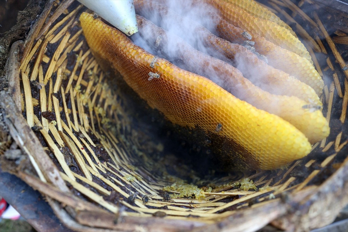 Kırklareli'nin Pehlivanköy ilçesinde yaşayan 63 yaşındaki Mürvet Gürses, kayınpederinden kalan...