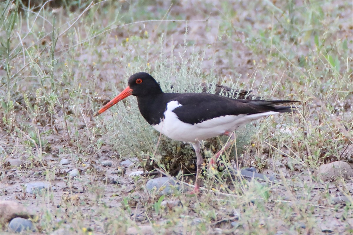 KuzeyDoğa Derneğince Iğdır'daki Aras Kuş Araştırma ve Eğitim Merkezinde yakalanarak uydu vericiyle...