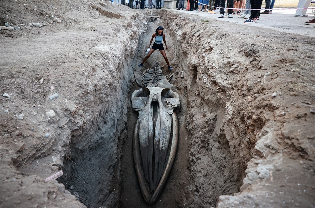 Mersin'de 2021'de sahile vurduktan sonra gömülen 14 metrelik Fin balinası iskeletinin bilimsel...