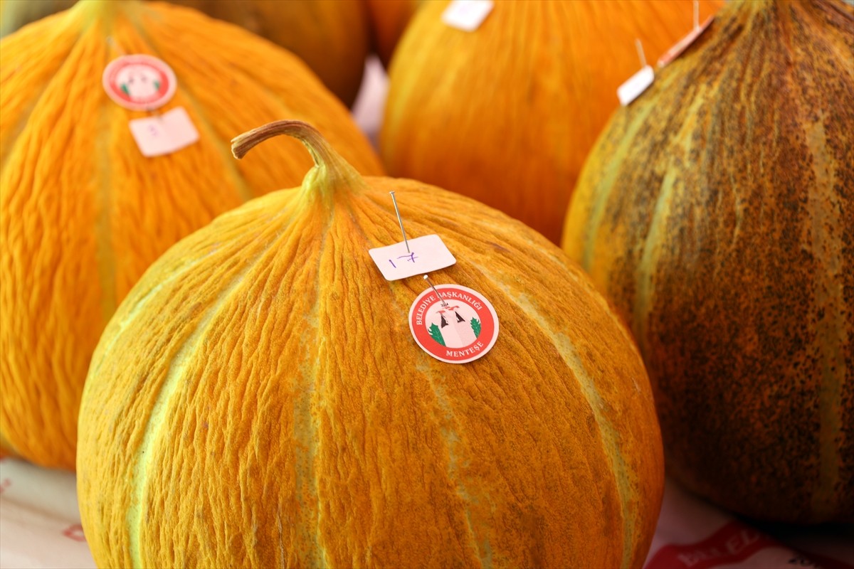 Muğla'nın Menteşe ilçesinde bu yıl 10.uncusu düzenlenen "Yayla Kavunu Yarışması" yapıldı....