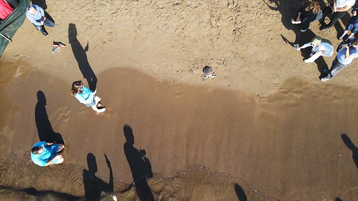 Muğla'nın Ortaca ilçesinde tedavileri tamamlanan 10 deniz kaplumbağası ile 5 yavru, Cumhuriyet'in...