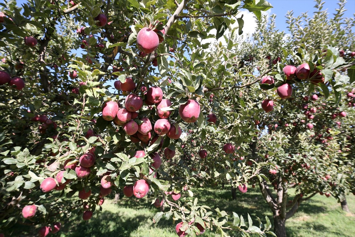 Muş'ta 4 bin 500 dönüm alanda yetiştirilen ve hasadına başlanan elmadan 100 milyon lira gelir...