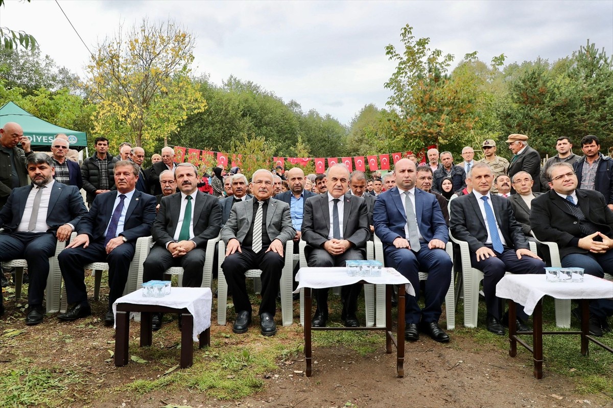 Ordu'nun Akkuş ilçesinde coğrafi işaret tescilli Akkuş şeker fasulyesi hasat ediliyor. Gökçebayır...