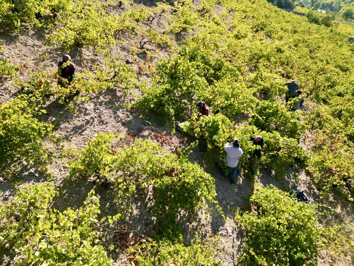 Osmaniye'nin Bahçe ilçesinde üzümlerini hasat eden çiftçiler, geleneksel yöntemle pekmez...