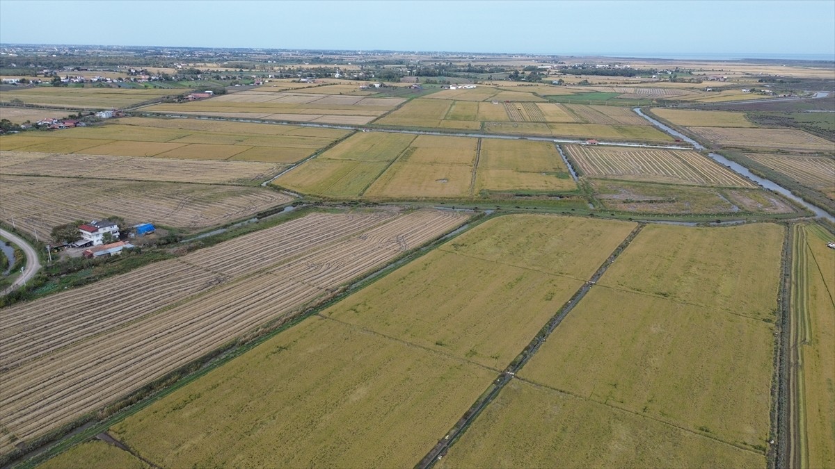 Samsun'da, Bafra Ovası'nda çeltik hasadı devam ediyor. Hasat döneminde, 117 bin tonun üzerinde...