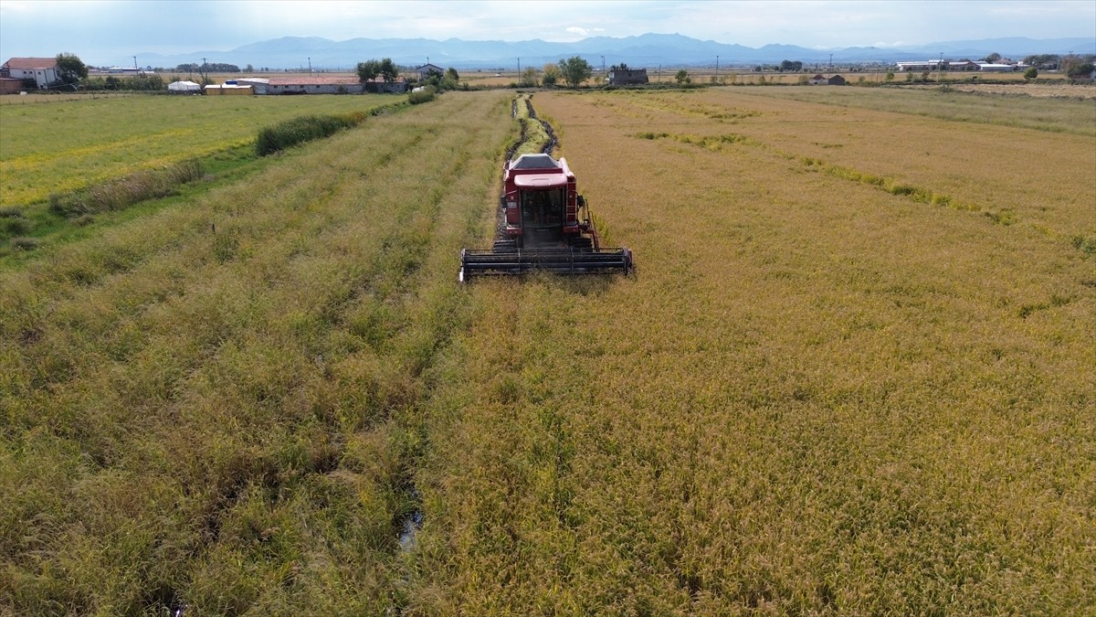 Samsun'da, Bafra Ovası'nda çeltik hasadı devam ediyor. Hasat döneminde, 117 bin tonun üzerinde...