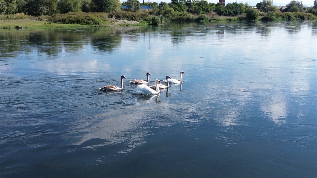 Samsun'da bulunan Kızılırmak Deltası Kuş Cenneti, sonbahar göçleriyle kuğulara da ev sahipliği...
