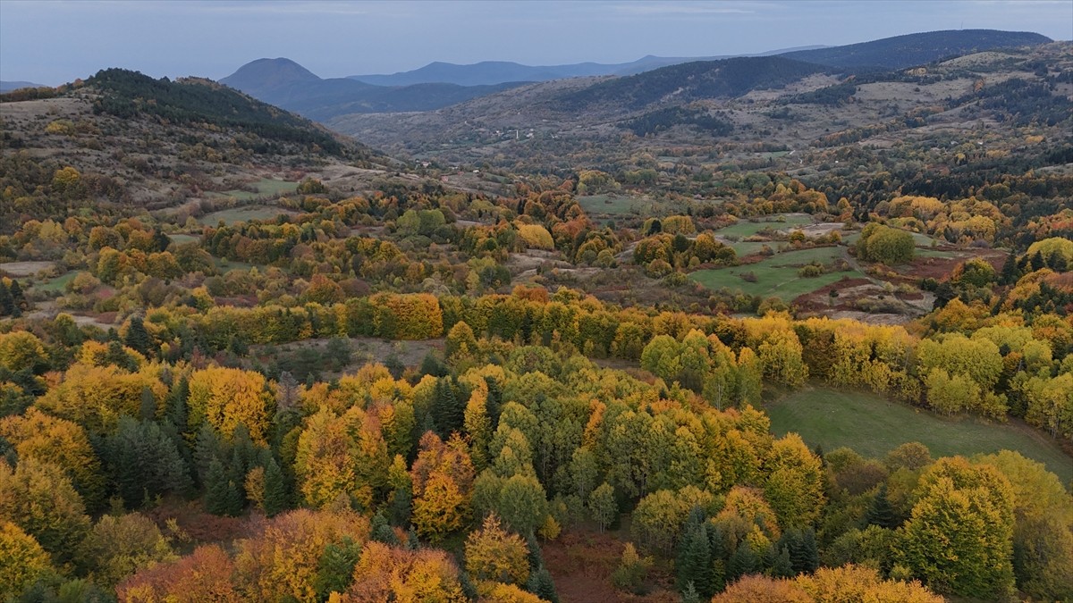 Sinop'un Gerze ilçesinde ormanlık alanlarda sonbahar renkleri kendini göstermeye başladı....