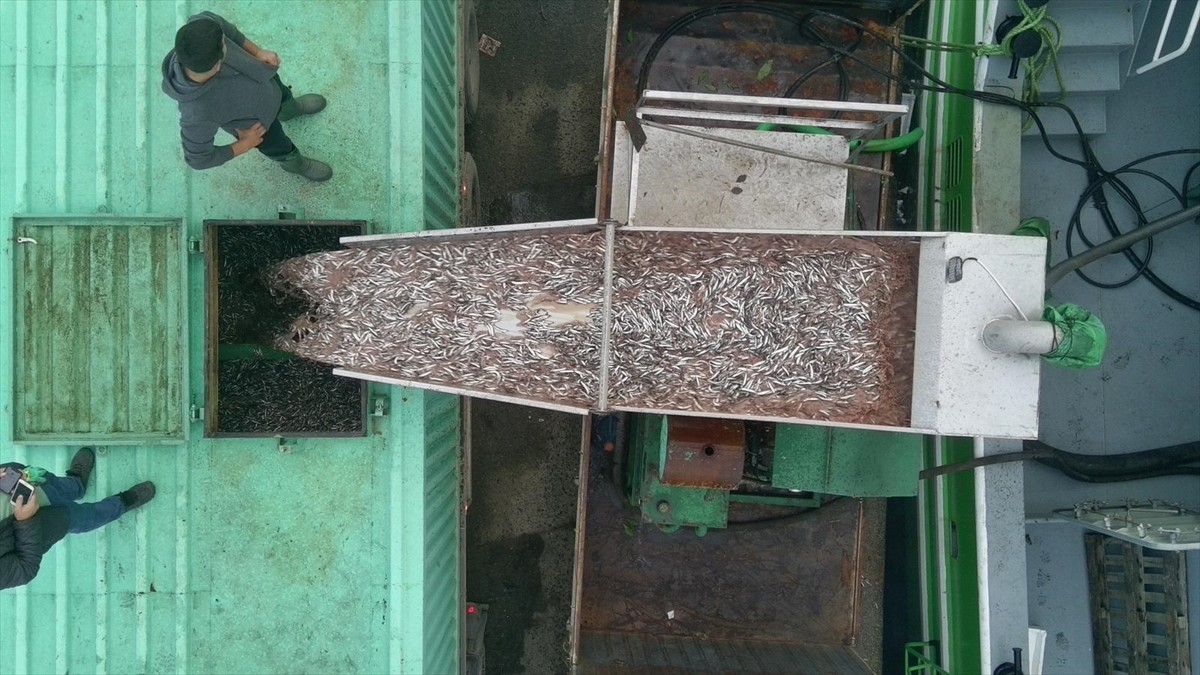 Sinop'un Türkeli ilçesi açıklarında avlanan balıkçılar, limana tonlarca hamsiyle döndü. Avlanan...