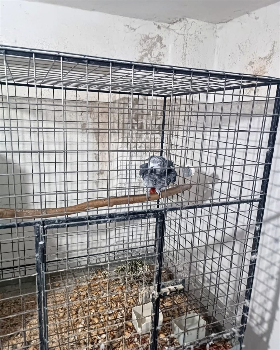 Tekirdağ'da yasa dışı yollarla yurda sokulan 21 papağan ele geçirildi. Baskında, kaçak yollarla...