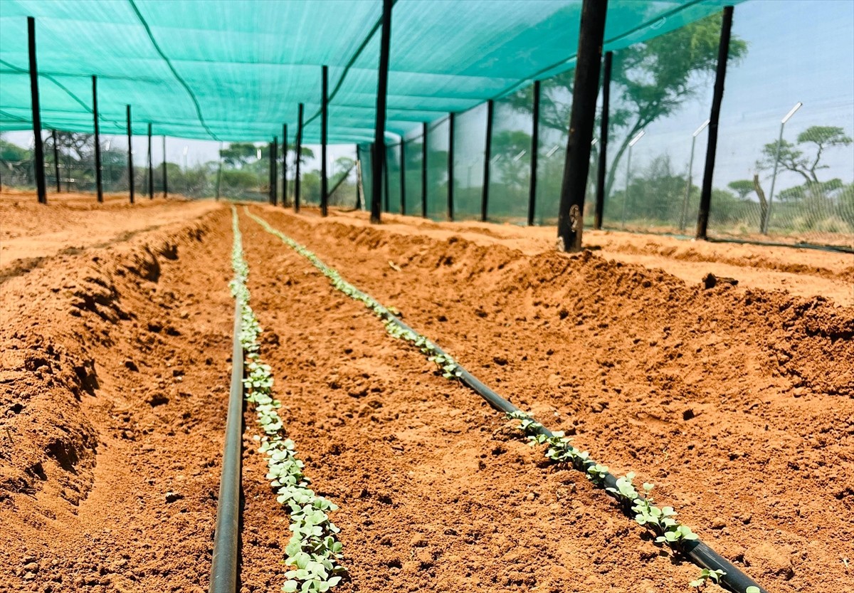 Türk İşbirliği ve Koordinasyon Ajansı Başkanlığı (TİKA), Namibya'da kuraklığın olumsuz etkilerini...
