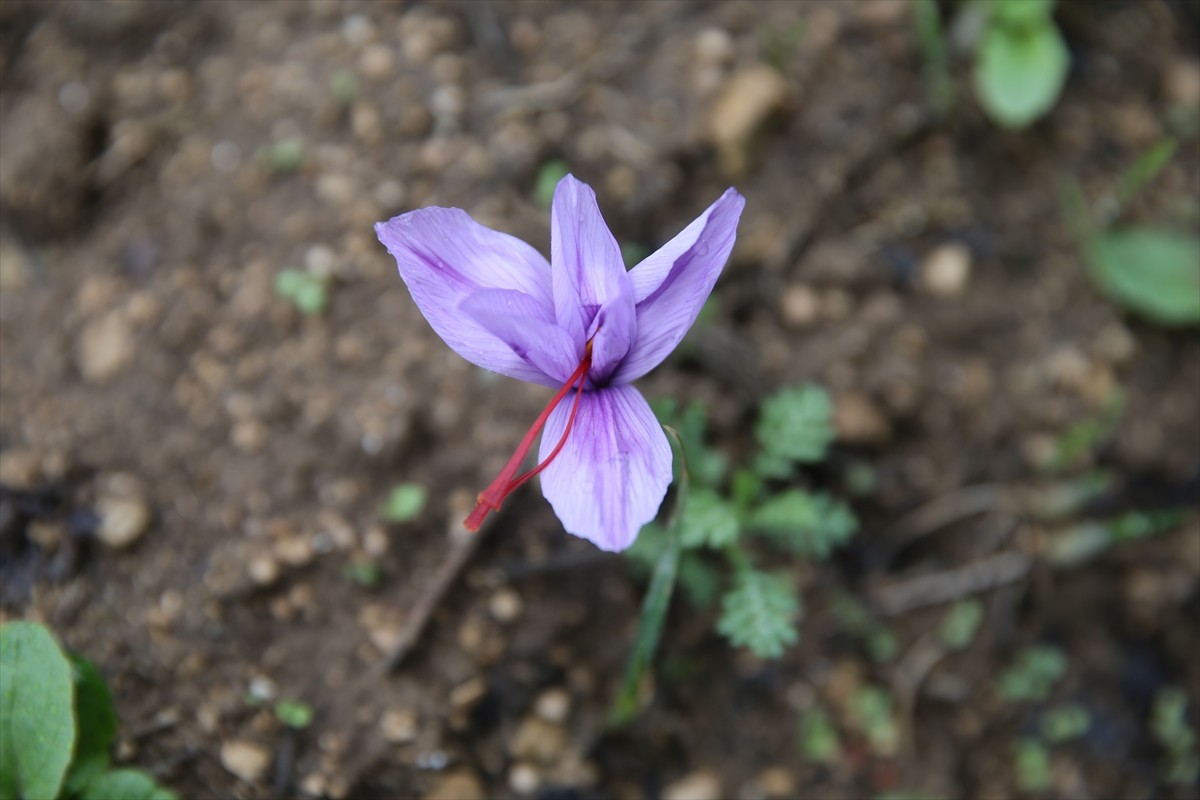 Türkiye'de ağırlıklı olarak Karabük'ün Safranbolu ilçesinde yetiştirilen ve "mucize bitki" olarak...