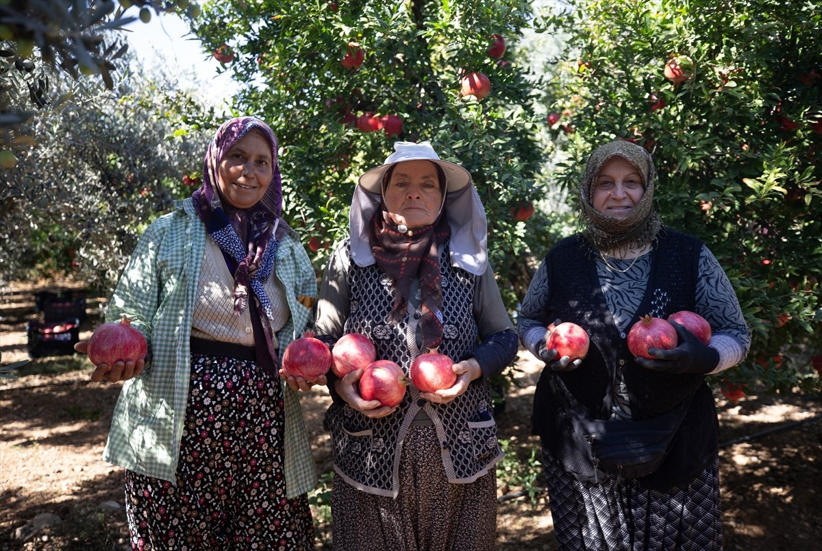 Türkiye'deki narın dörtte birinin üretildiği Antalya'da hasadın başlamasıyla bahçelerden toplanan...