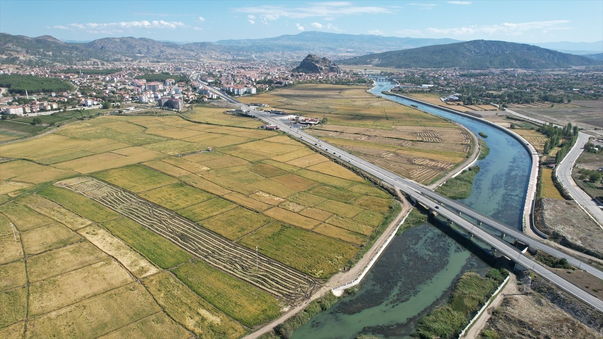 Türkiye'nin önemli pirinç üretim merkezlerinden Çorum'un Osmancık ilçesinde çeltik hasadı...