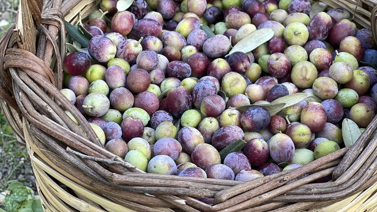 Ulusal Zeytin ve Zeytinyağı Konseyince (UZZK), 2025-2026 sezonunda 2 milyon 450 bin ton zeytin...